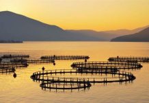 Αύξηθηκαν οι εξαγωγές προϊόντων ελληνικής ιχθυοκαλλιέργειας το 2016