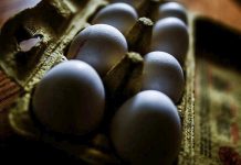 Κίνδυνος από συχνή κατανάλωση αυγών