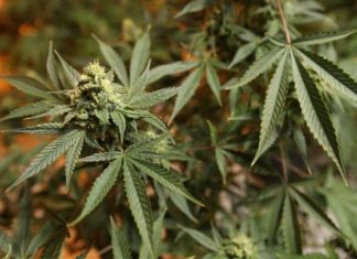 24χρονος συνελήφθη στη Βούλα με 69 κιλά ακατέργαστης κάνναβης