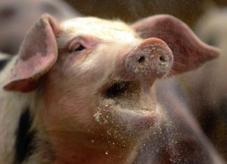 Περιφέρεια Κ. Μακεδονίας: Κρούσματα αφρικανικής πανώλης χοίρων στη Βουλγαρία (upd)
