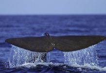 6 κιλά πλαστικά απόβλητα, εκ των οποίων 115 πλαστικά ποτήρια, βρέθηκαν στο στομάχι νεκρής φάλαινας