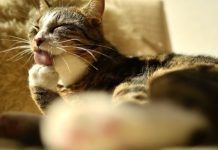 Γάτος προσβλήθηκε από κορονοϊό στο Βέλγιο