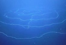 Ανακαλύφθηκε στα βάθη της θάλασσας το μακρύτερο πλάσμα στη Γη (Video)