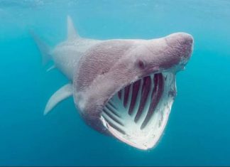 Καβάλα: Καρχαρία «προσκυνητή» 330 κιλών έπιασαν ψαράδες