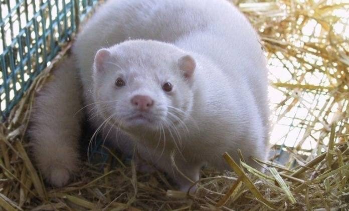 white mink - Vison