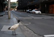 Σε λοκντάουν παραμένει για 8η εβδομάδα το Σίδνεϊ