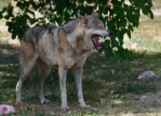 Αγέλη λύκων έκανε την εμφάνισή της στις παρυφές της Πυλαίας