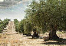 Αυξημένη η φετινή παραγωγή ελαιολάδου – Υποχωρεί σταδιακά η τιμή