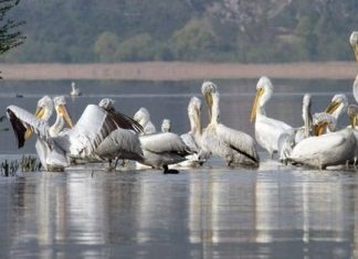Ανέβηκε η στάθμη στις λίμνες Πρεσπών αλλά δεν ανακόπτεται η πτωτική πορεία, εξαιτίας της κλιματικής αλλαγής