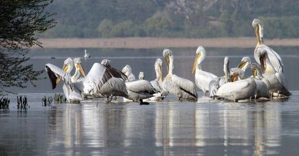 Prespa_lake_pelekanoi_limni