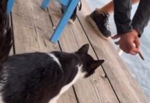 Ελεύθερος ο 34χρονος που κλώτσησε και πάτησε ένα γατάκι στην Καλαμαριά