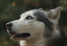 Η Νότιος Κορέα σταματά να τρώει σκύλους