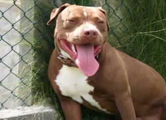 Ζάκυνθος: Συγκλονίζει ο θάνατος του 2χρονου παιδιού από επίθεση πιτ μπουλ