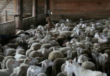 Σε σύσκεψη υπό Μητσοτάκη για την ευλογιά των προβάτων