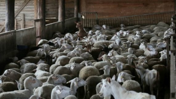 Aigoprovata-katsikia-goats3