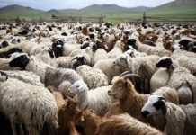 ΥΠΑΑΤ: 50 εκατ. ευρώ σε κτηνοτρόφους και περιφέρειες για αποζημιώσεις και ευλογιά