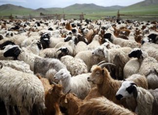 ΥΠΑΑΤ: 50 εκατ. ευρώ σε κτηνοτρόφους και περιφέρειες για αποζημιώσεις και ευλογιά