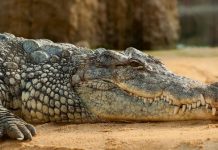 Αυστραλία: Ανθρώπινα υπολείμματα μετά την εξαφάνιση 12χρονης «η οποία δέχθηκε επίθεση από κροκόδειλο»