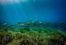 Ο Τραμπ σχεδιάζει την αποθήκευση κρίσιμων μετάλλων σε μεγάλα βάθη ωκεανών για ν’ αντιμετωπίσει την Κίνα (FT)