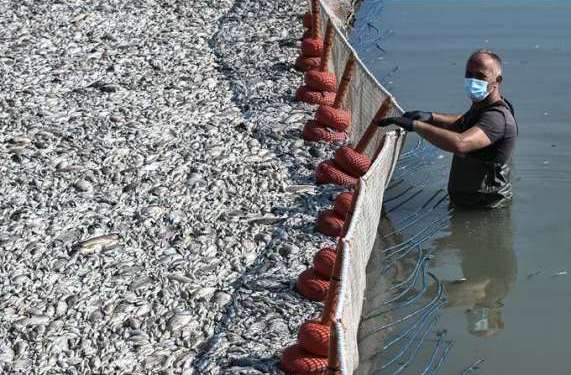 psaria-volos-dead fishes3